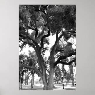 Black and White tree Poster