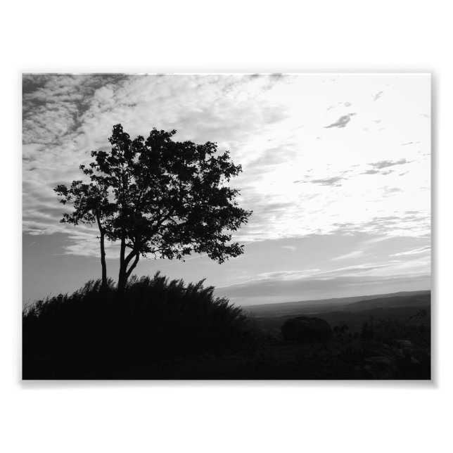 Black and White Tree Silhouette Photo Print (Front)