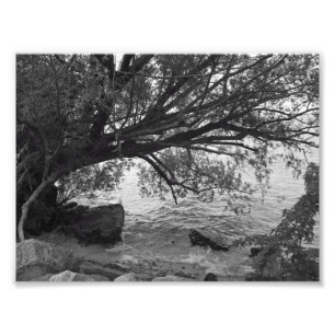 Black and White Tree Silhouette Photo Print