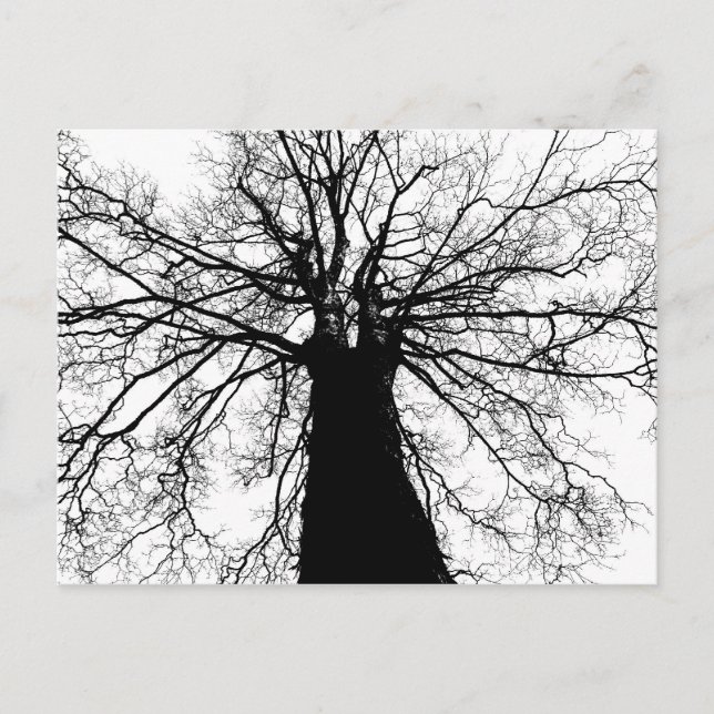 Black and White Tree Silhouette - Postcard (Front)