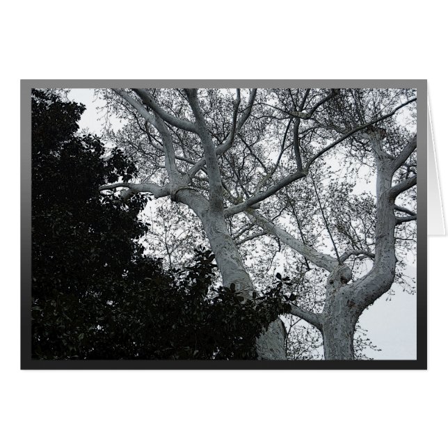 Black and white tree tops (Front Horizontal)