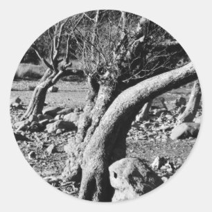 BLACK AND WHITE TREES CLASSIC ROUND STICKER