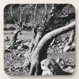 BLACK AND WHITE TREES COASTER