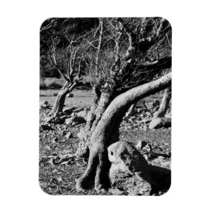 BLACK AND WHITE TREES   MAGNET