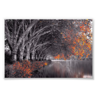 Black and White Trees. Reflection in a lake. Photo Print