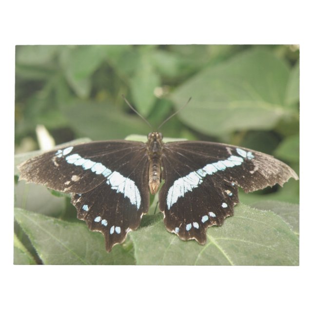Black and White Tropical Butterfly Notepad (Front)
