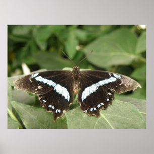 Black and White Tropical Butterfly Print