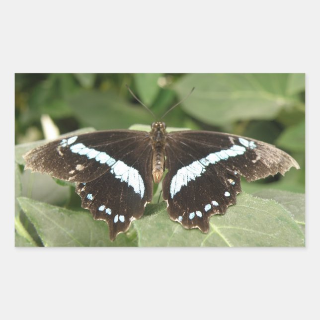 Black and White Tropical Butterfly Stickers (Front)