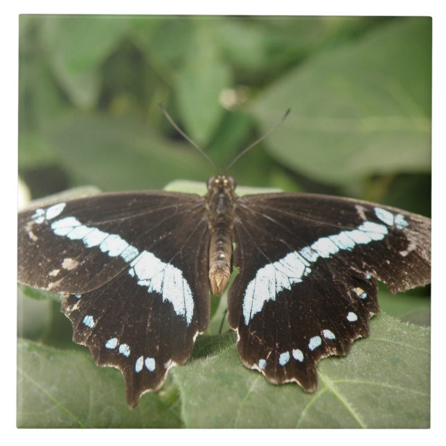 Black and White Tropical Tropical Butterfly Tile (Front)