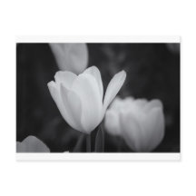 Black and White Tulip