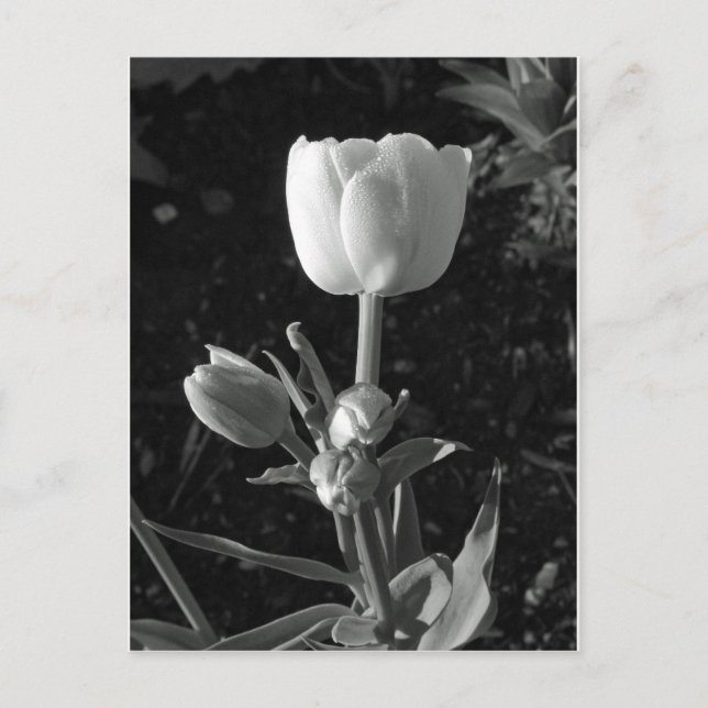 Black and White Tulip Postcard (Front)