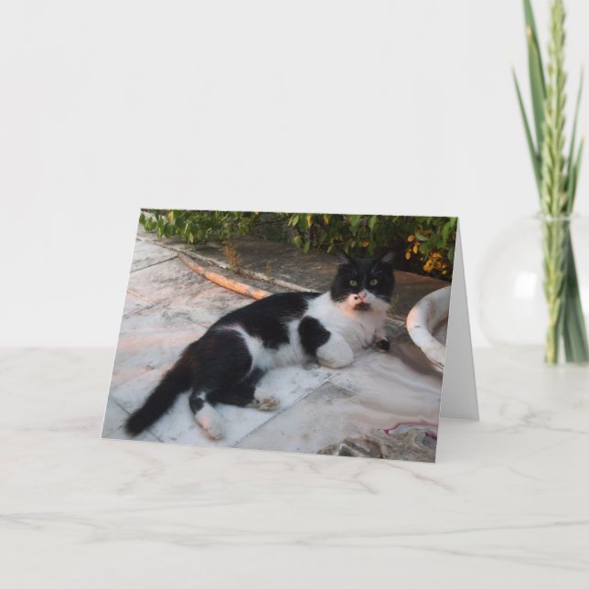 BLACK AND WHITE TURKISH CAT PIERO CARD (Front)