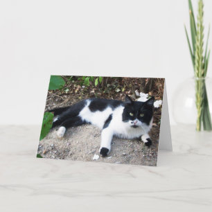 BLACK AND WHITE TURKISH CAT PIERO CARD