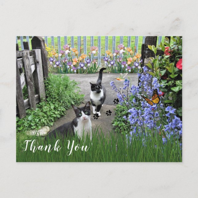 Black and White Tuxedo Cats in Garden  Thank You Postcard (Front)