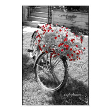 Black and White Vintage Bicycle Red Flowers Poster