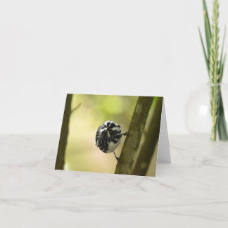 Black and White Warbler #2 - Blank Note Card