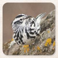 Black and White Warbler Drink Coaster