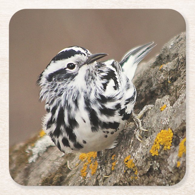 Black and White Warbler Drink Coaster (Front)