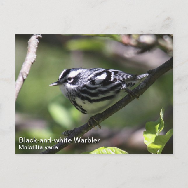 Black-and-white Warbler Postcard (Front)