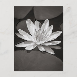 Black and White Water Lily Postcard