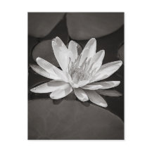 Black and White Water Lily