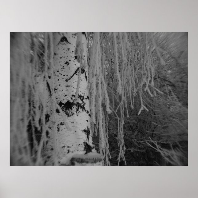 Black and White Weeping Birch Poster (Front)