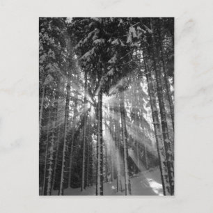 Black and White Winter Wonderland Postcard