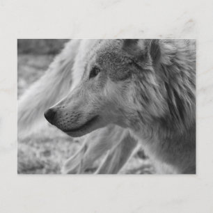 Black and white Wolf  Postcard