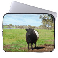 Black And White Woolly Belted Galloway Cow,