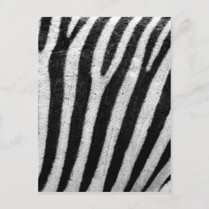 Black and White Zebra Hair Stripes Postcard