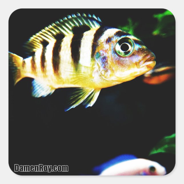 Black and Yellow African Cichlid Fish Square Sticker (Front)