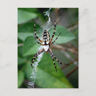 Black-and-Yellow Argiope Postcard