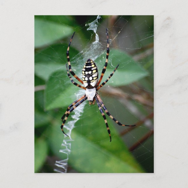 Black-and-Yellow Argiope Postcard (Front)
