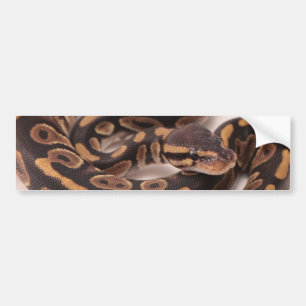 Black and Yellow Ball Python Bumper Sticker