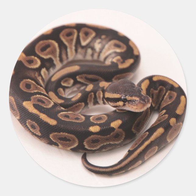 Black and Yellow Ball Python Classic Round Sticker (Front)