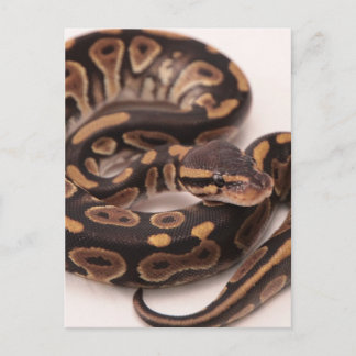 Black and Yellow Ball Python Postcard