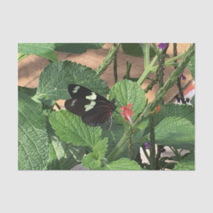 Black and yellow butterfly in Spring Tissue Paper