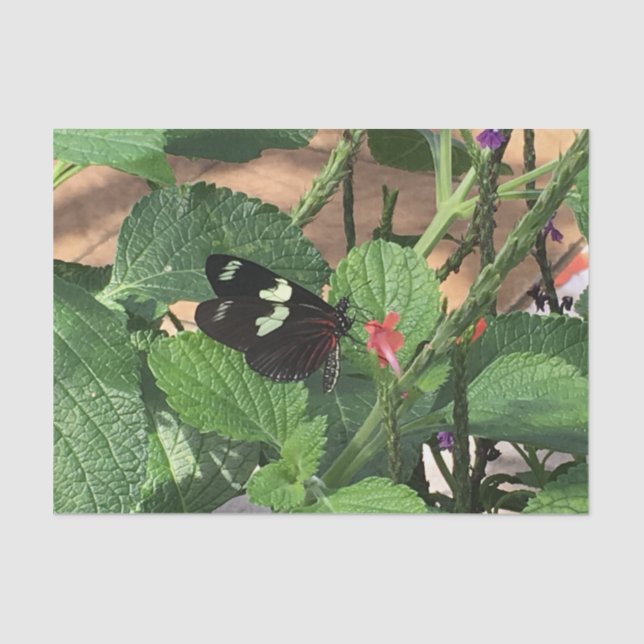 Black and yellow butterfly in Spring Tissue Paper (Front)