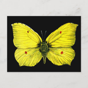 Black and Yellow Butterfly Vintage Illustration Postcard