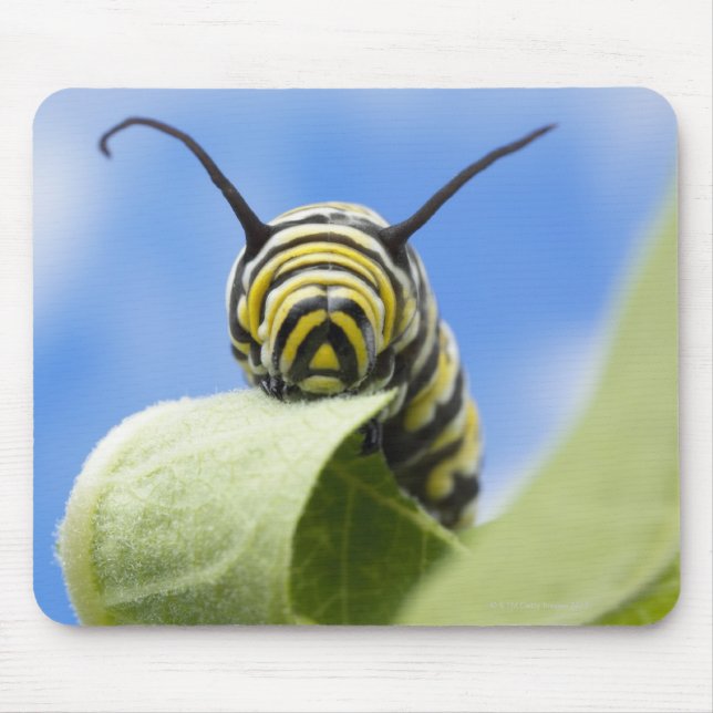 Black and yellow caterpillar mouse mat (Front)