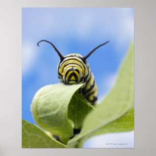 Black and yellow caterpillar poster