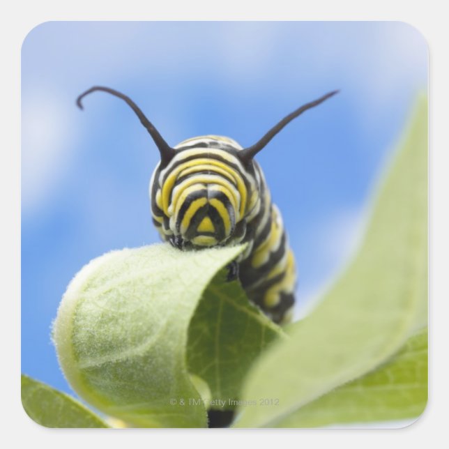 Black and yellow caterpillar square sticker (Front)
