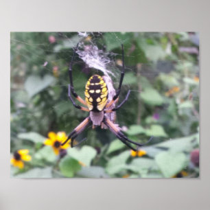 Black and Yellow Garden Spider Poster