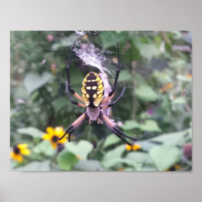 Black and Yellow Garden Spider Poster (Front)