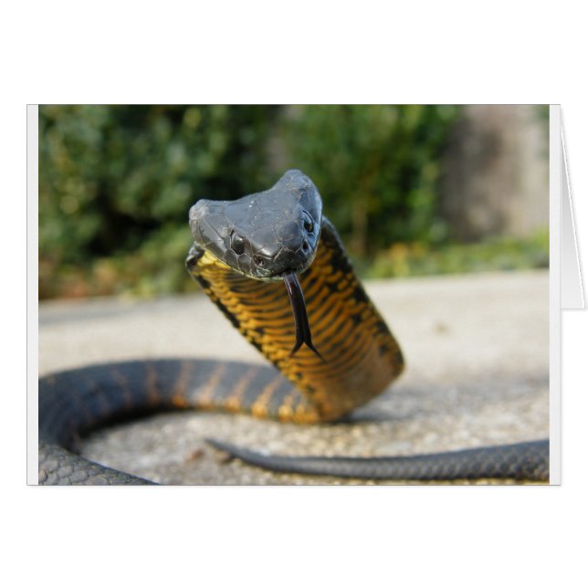 Black_and_yellow_kill_a_fellow (Front Horizontal)