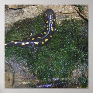 Black and Yellow Spotted Salamander Poster