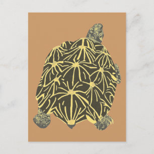 Black and Yellow Star Tortoise, painting postcards