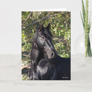 Black Andalucian Horse Standing Headshot Card
