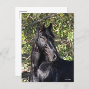 Black Andalucian Horse Standing Headshot Postcard