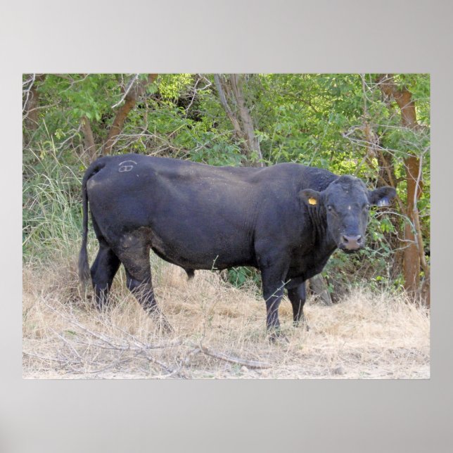 Black Angus Bull Poster (Front)